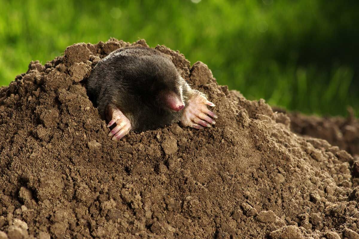 Фото с сайта: https://ru.pinterest.com/pin/naturally-get-rid-of-moles-in-your-garden--357402920443549075/