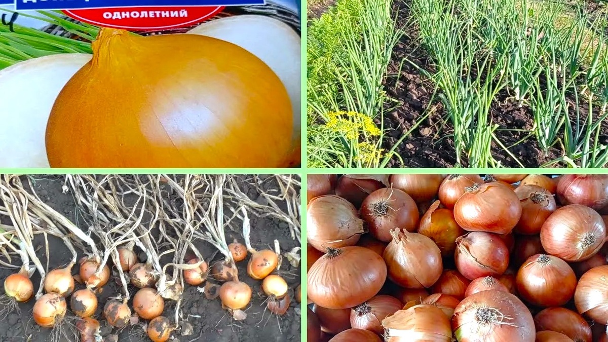 Как вырастить крупный лук-севок из семян за один сезон