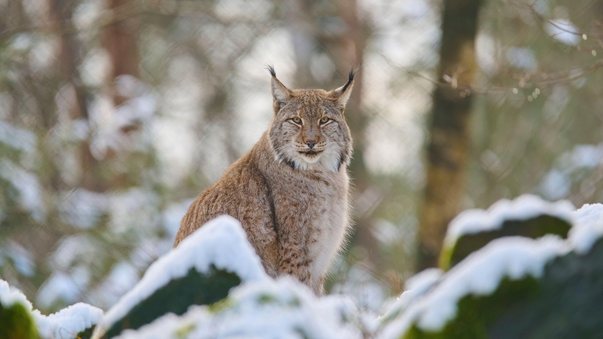    Рысь — скрытный и осторожный хищник, обычно избегающий встреч с человеком