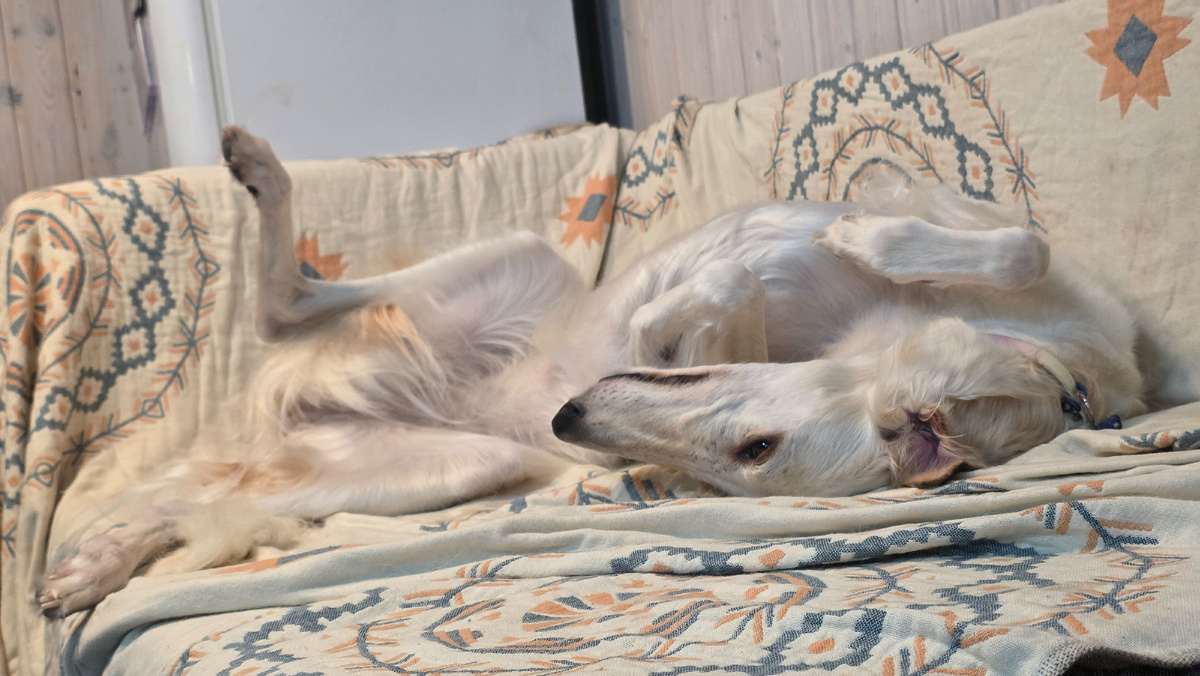 Машуко и диванинг