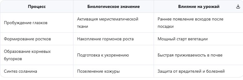 Что происходит с клубнем во время яровизации