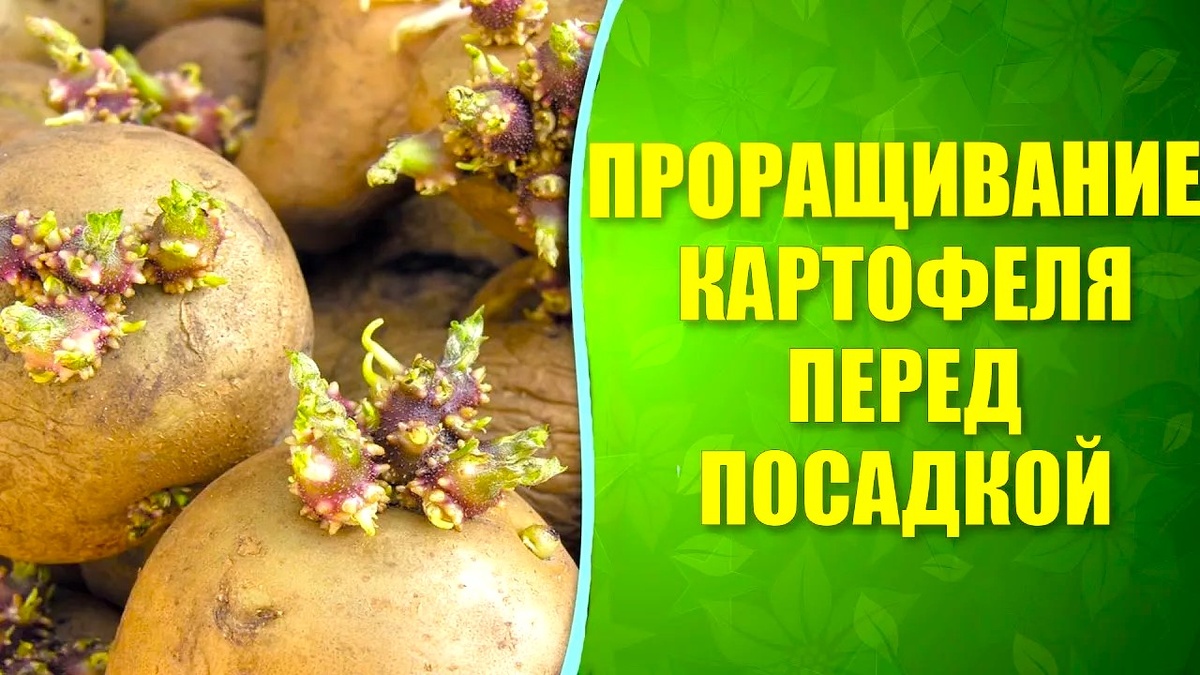 Как правильно проращивать картофель перед посадкой