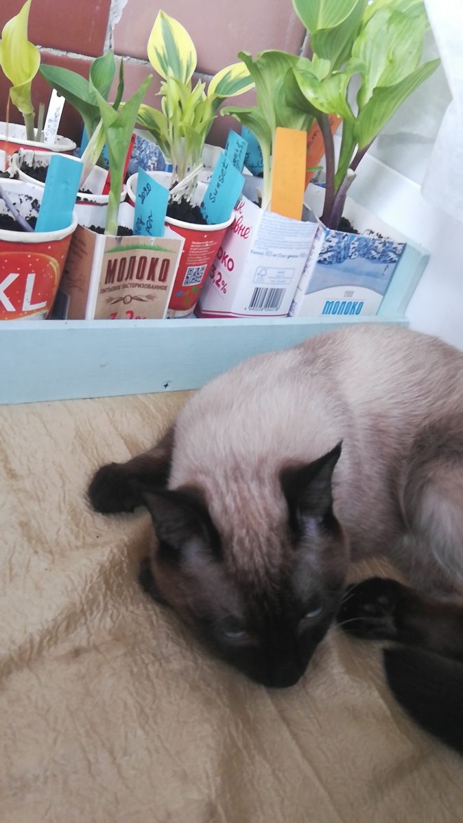 Фото старое, но у меня примерно так каждую весну на балконе)Хосты и охрана