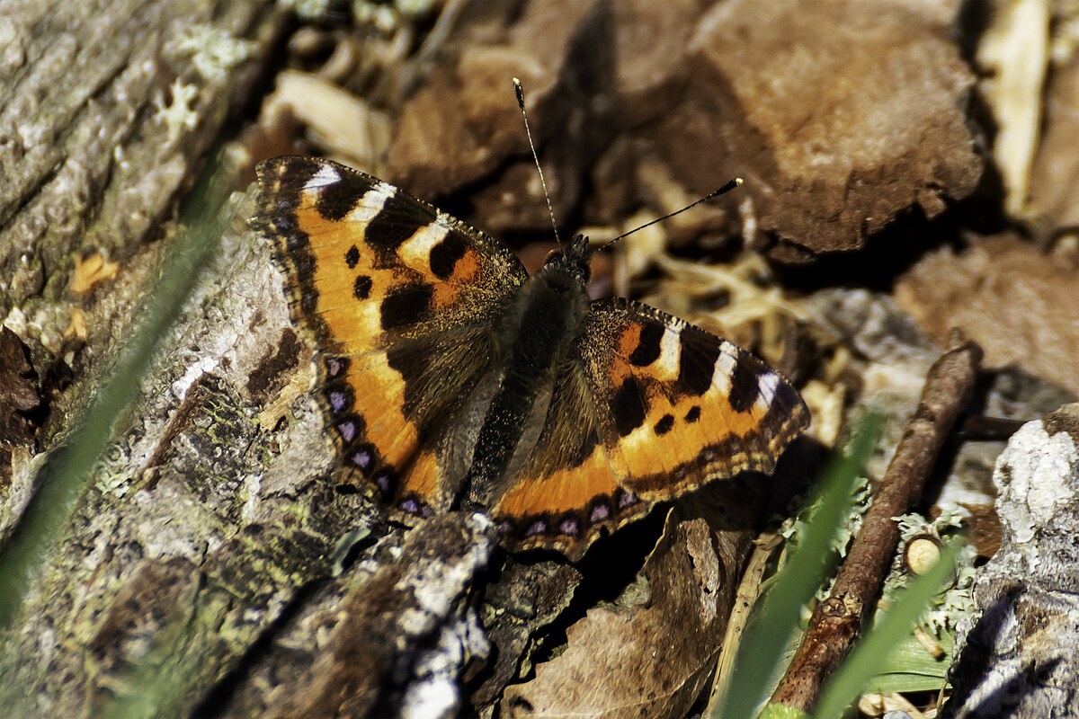 Фото с сайта: https://commons.wikimedia.org/wiki/File:Aglais_urticae_en_Roma,_Gotland.jpg