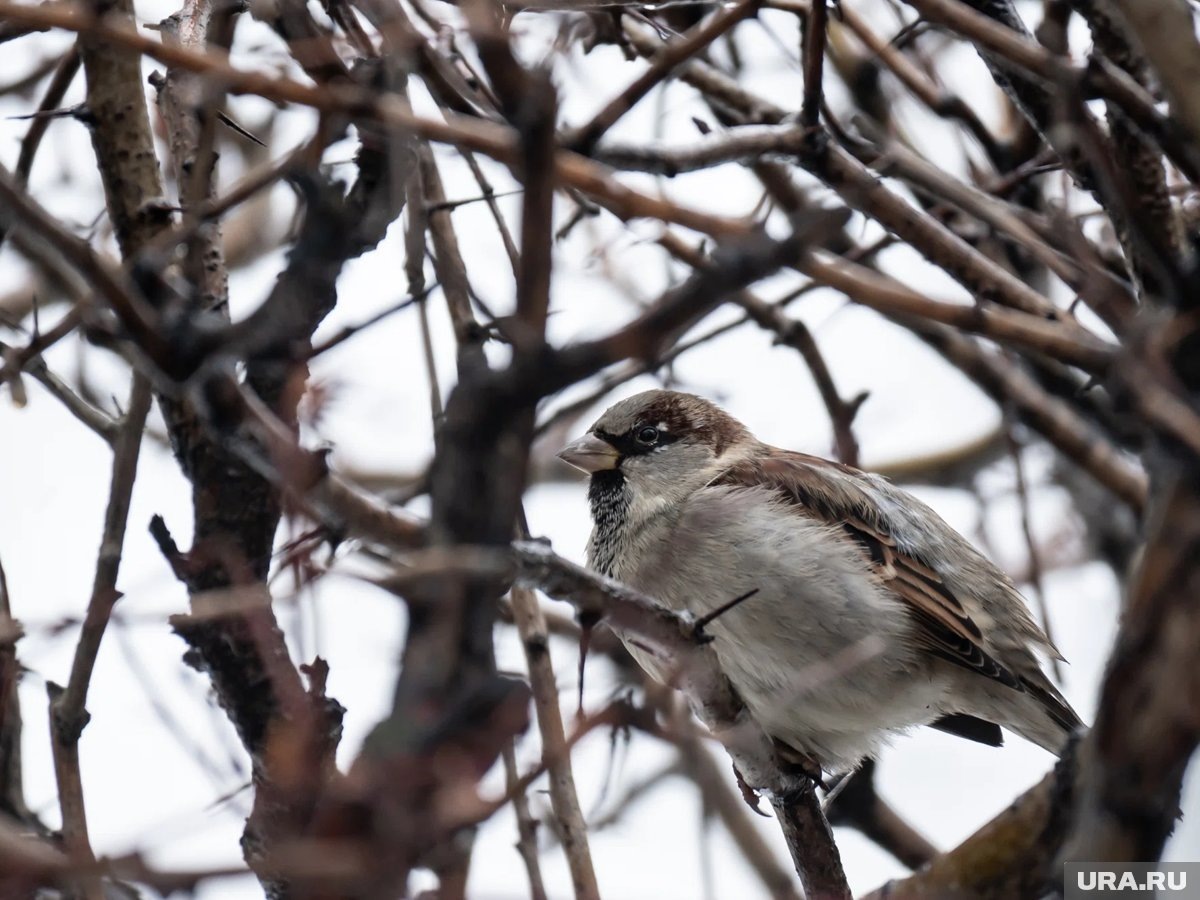     Воробьи адаптировались к питанию фастфудом