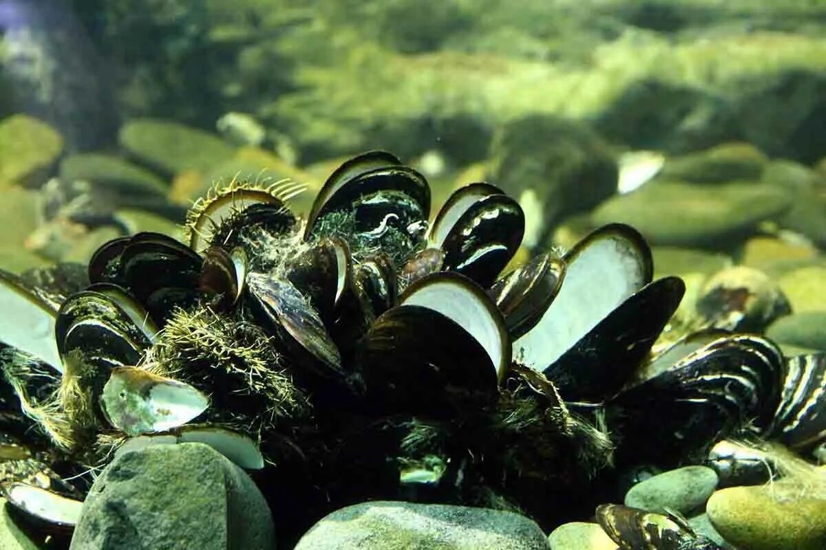 Фото с сайта: https://www.ecoavant.com/salud/adulto-consume-8100-microplasticos-ano-traves-moluscos_8679_102.html