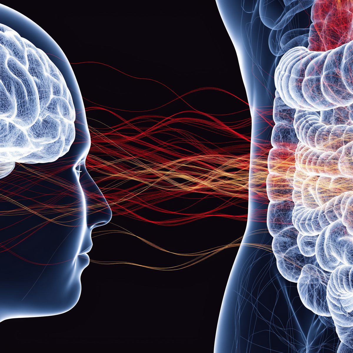 Прямая линия связи: живот → мозг. То, что творится в кишечнике, через 15 минут будет у вас в голове.