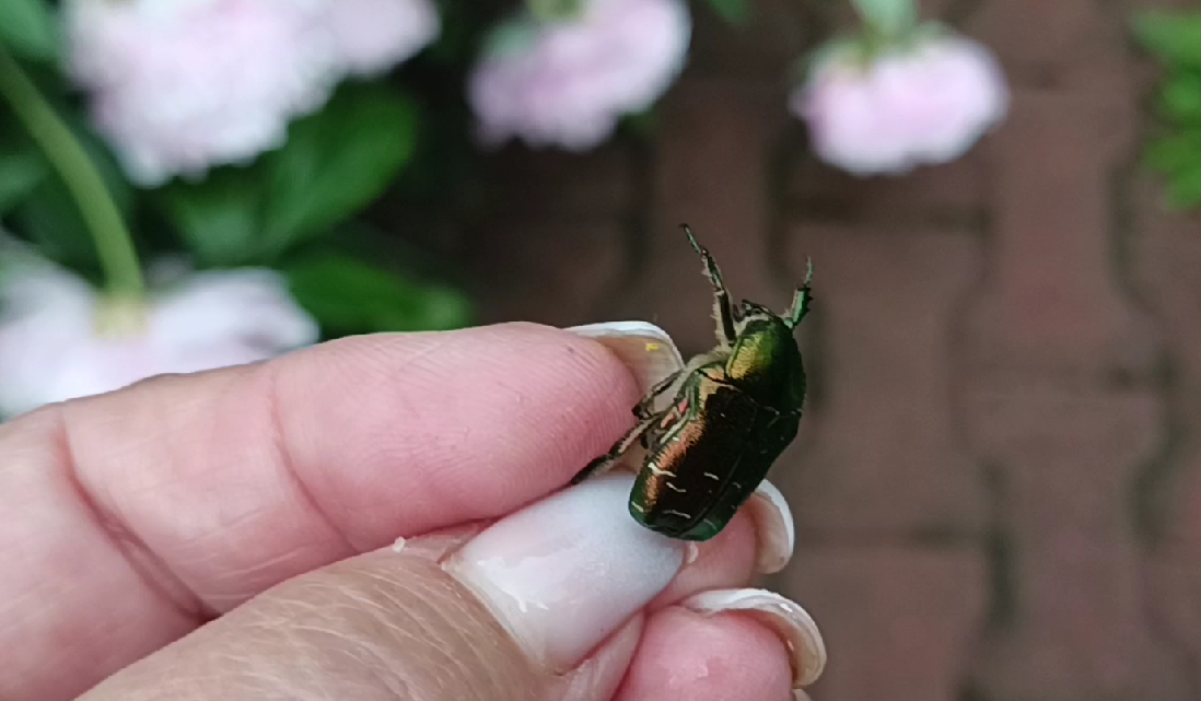 ЗОЛОТИСТАЯ БРОНЗОВКА