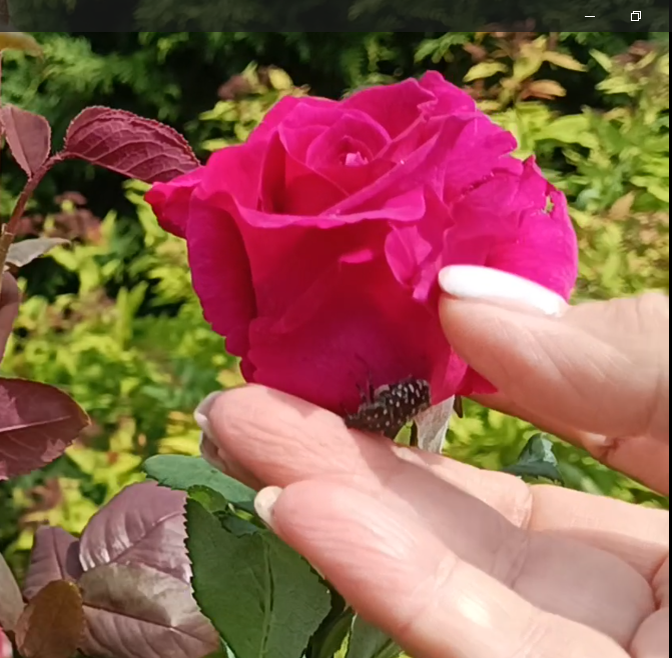 АЛЁНКА МОХНАТАЯ НА РОЗЕ