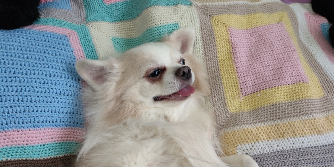 Собака - валяка и другие фотографии песика Декстер