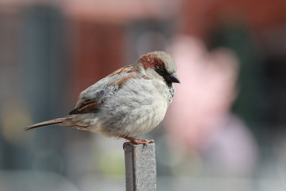    Сергей Булкин/NEWS.ru