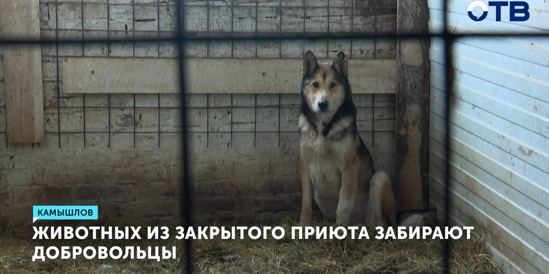 Добровольцы спасают животных из приюта в Камышлове