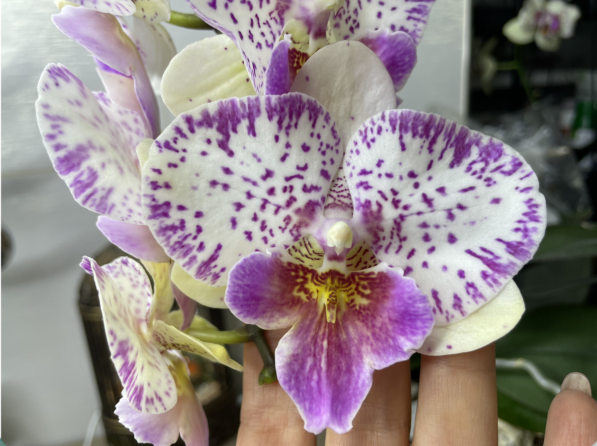 Орхидея фаленопсис Шалу Роуз. Phalaenopsis Shalu Rose × Yu Pin Fire Works. Орхидеи С Еленой Кузнецовой