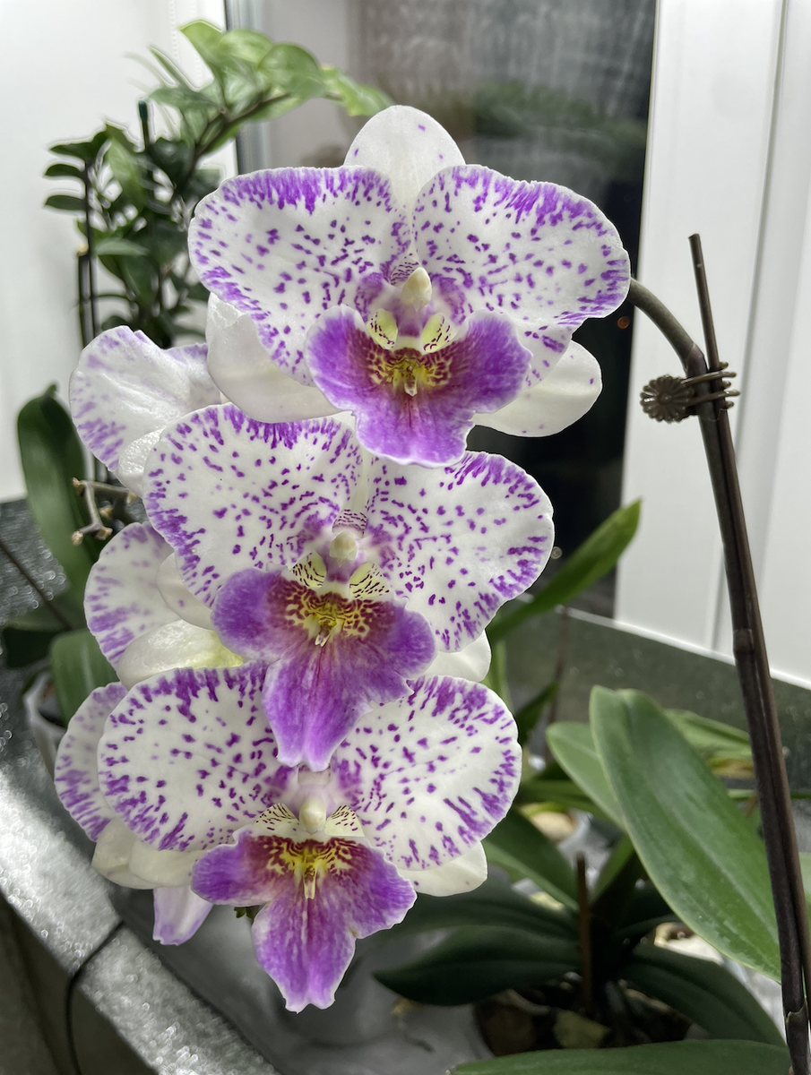 Орхидея фаленопсис Шалу Роуз. Phalaenopsis Shalu Rose × Yu Pin Fire Works. Орхидеи С Еленой Кузнецовой