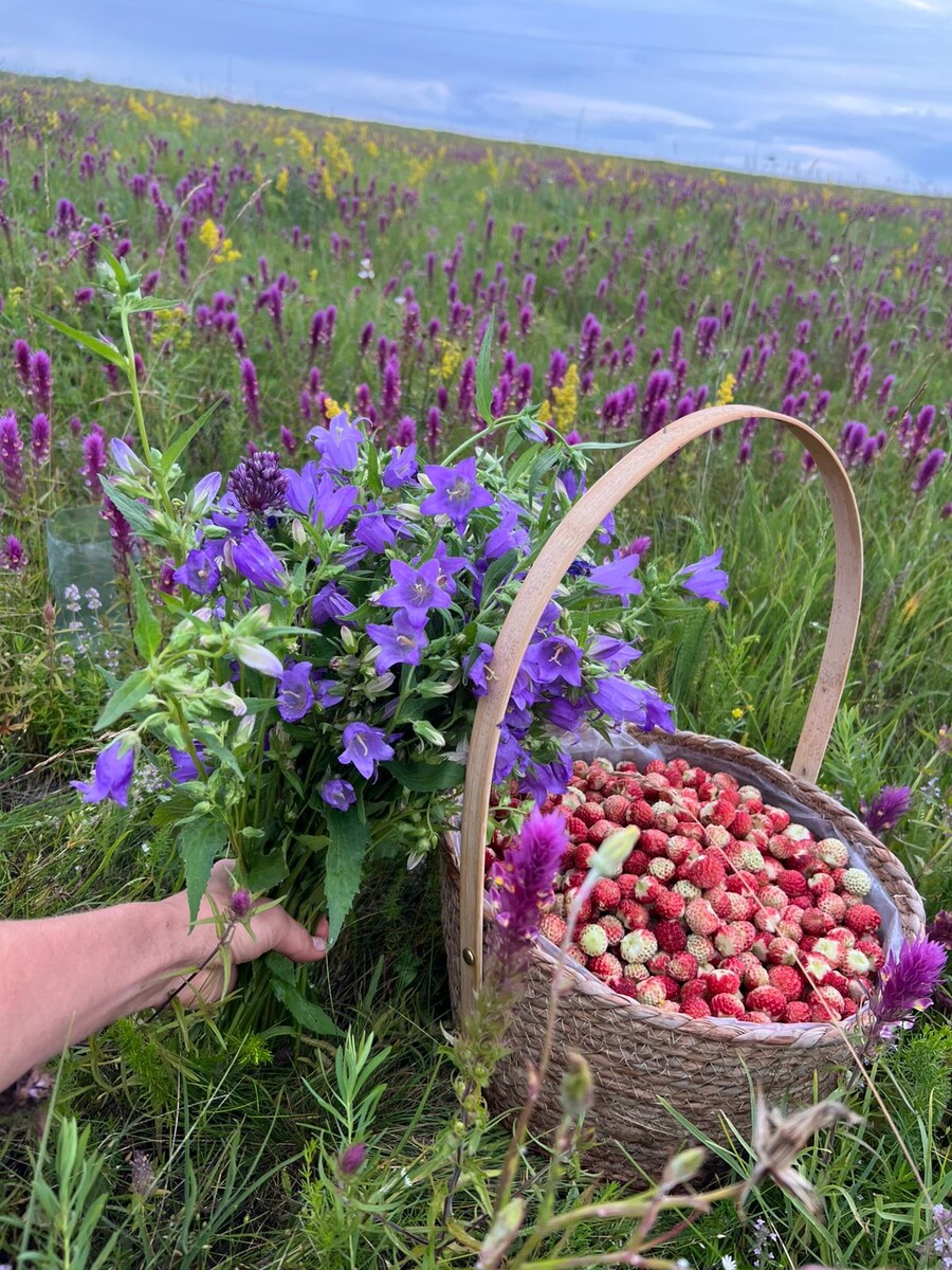 Колокольчики луговые