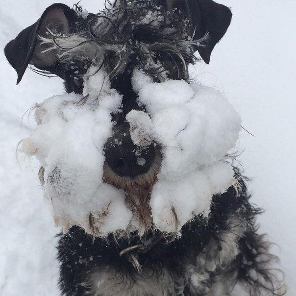 Картинка из свободного доступа