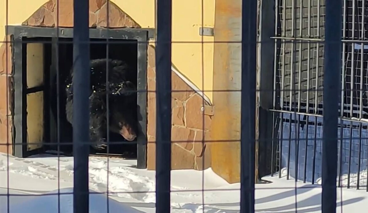    Фото: скриншот из видео воронежского зоопарка