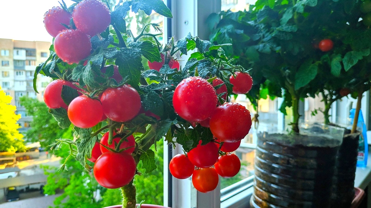 томат дома на окне балкона