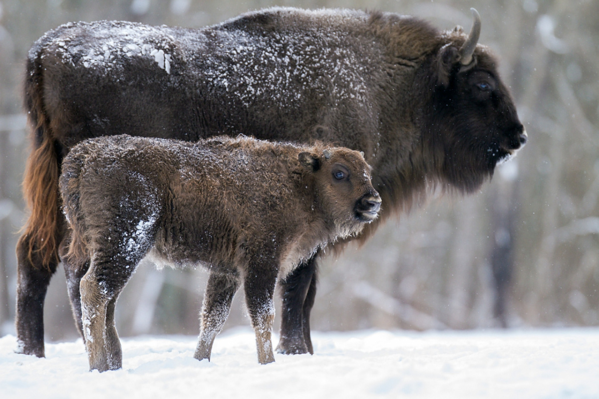 Фото с сайта: https://animalzoom.ru/zubr