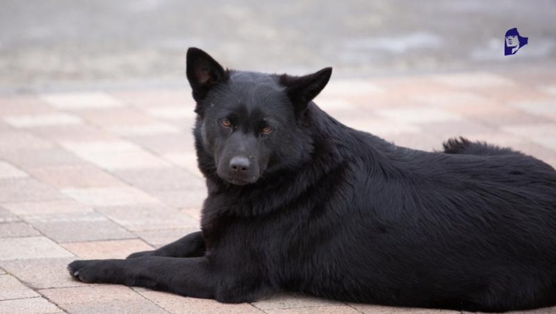      Фото: ИА «Победа26»