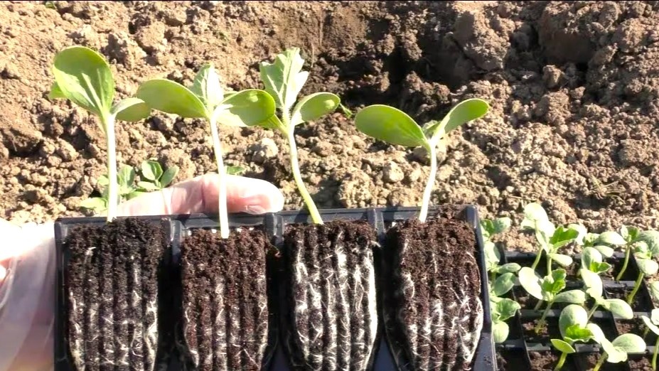 рассада арбуза