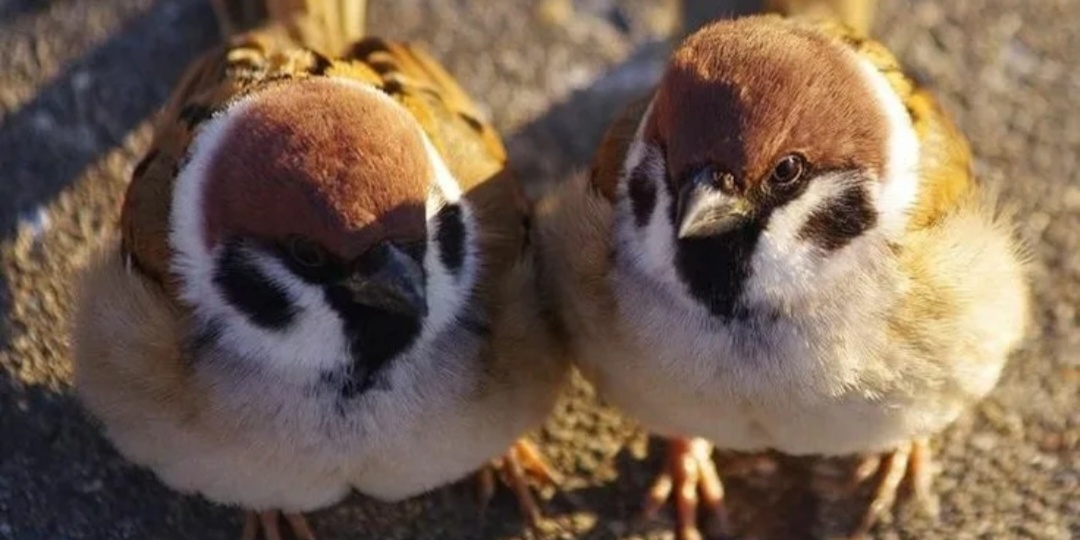 Воробьи в России массово толстеют из-за фастфуда, — учёные