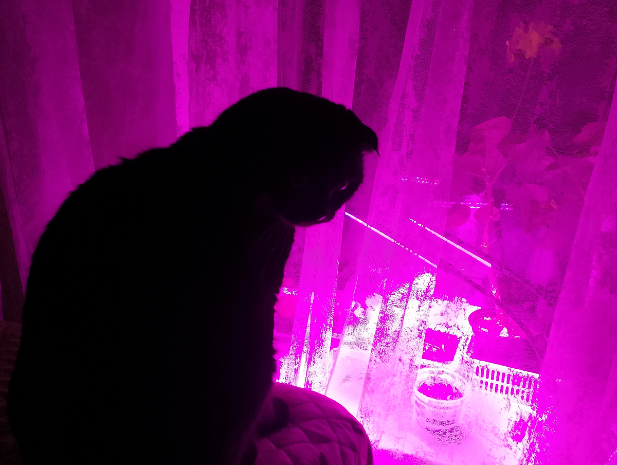 Фото  и кот автора