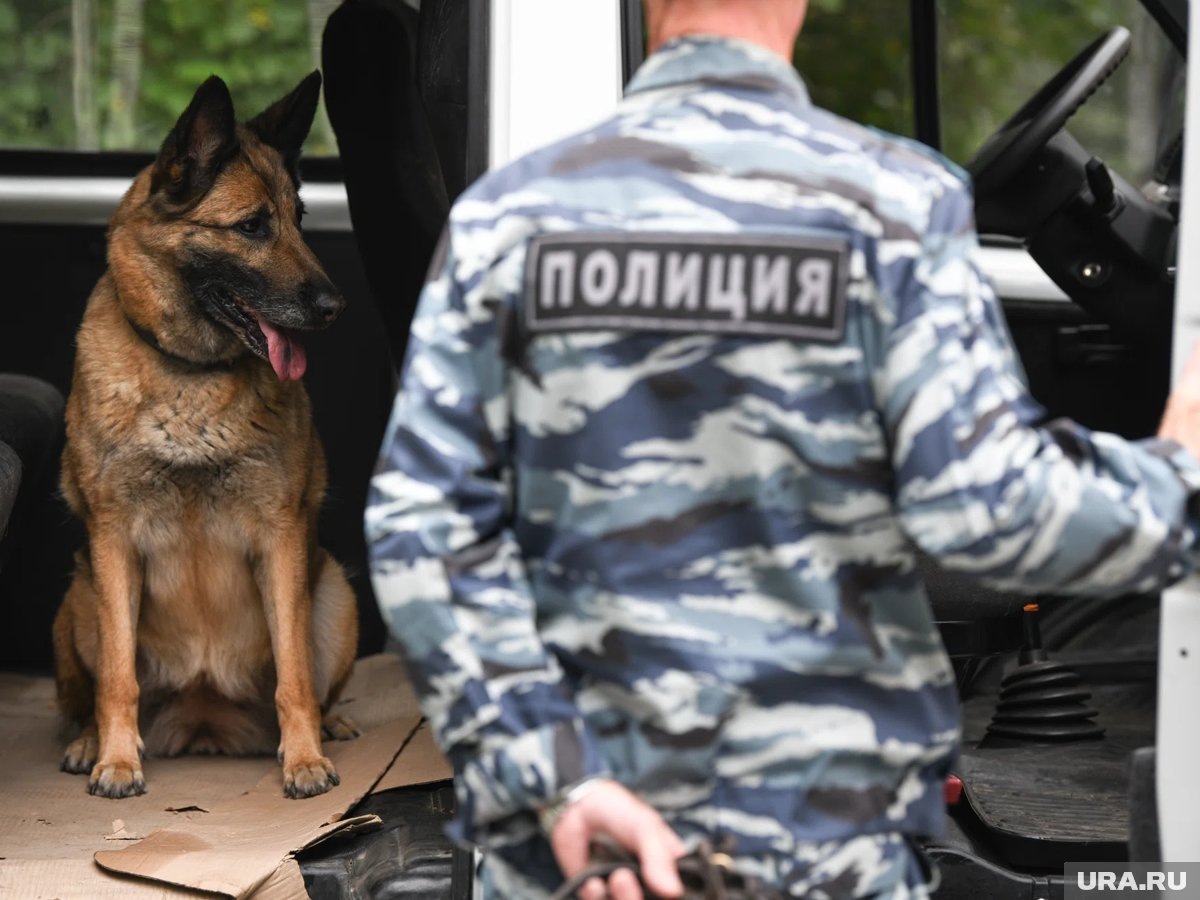    Девочку ищут сотрудники СК, полиции, МЧС, поисковый отряд и добровольцы