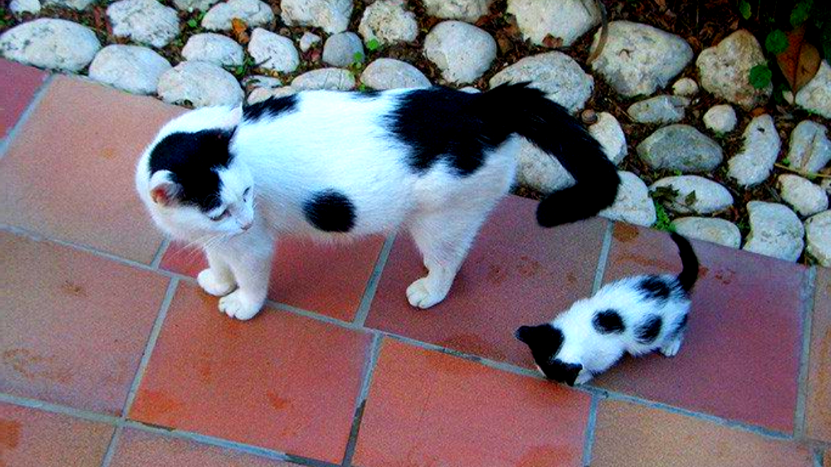 Мама, мама, а мы тоже вырастем, как те большие кошки на лугу? Это коровы, сынок... 