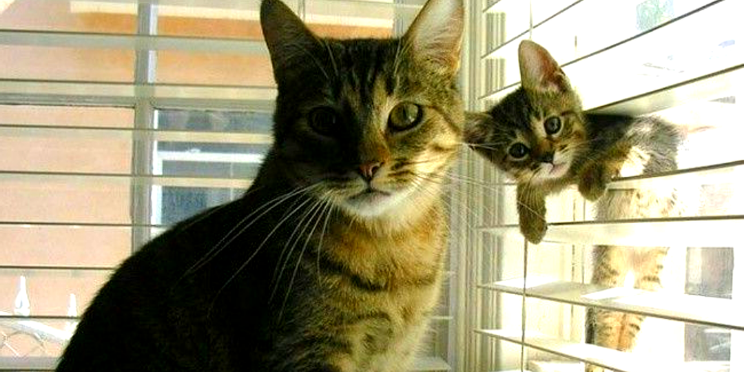 Не природа, а копир: котята похожие на кошек-мам, как две капли воды (15 копий, сделанных питомцами)