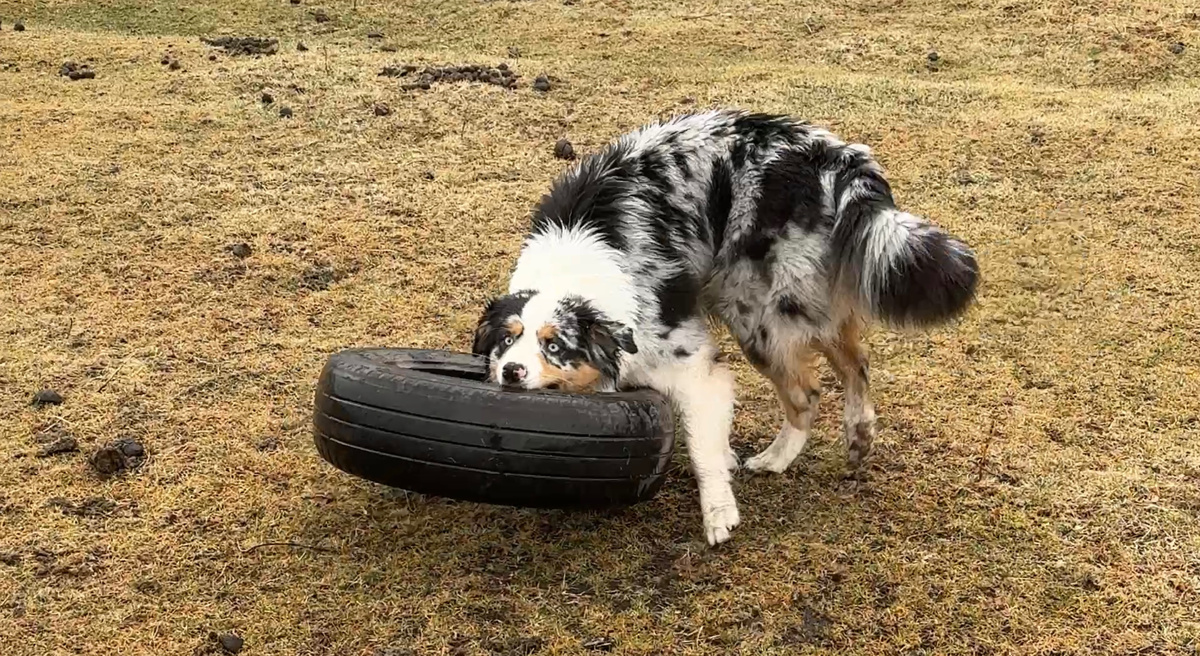 исследователь, черт возьми😆