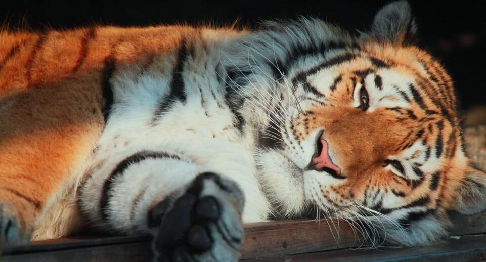    Ленинградский зоопарк / Telegram