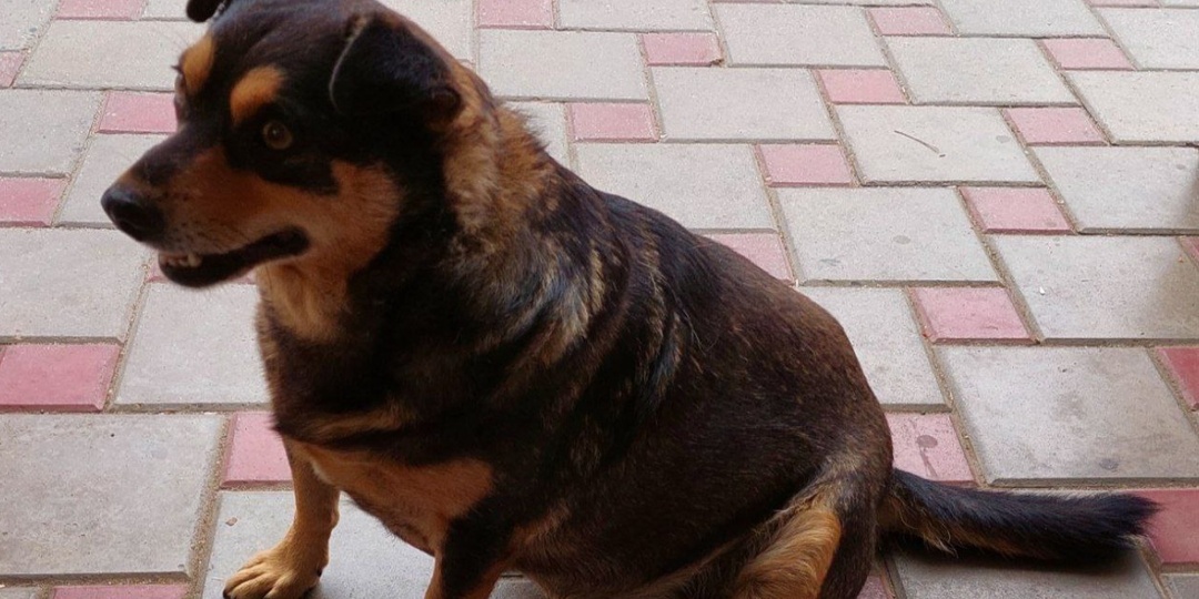 Волонтеры спасают десятки животных из закрытого уральского приюта