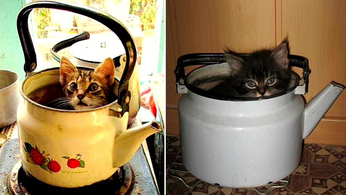 Мы хотя бы милые...