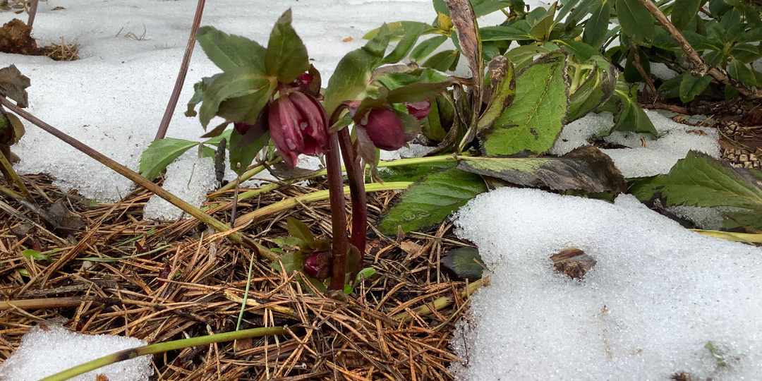 Весна на пороге