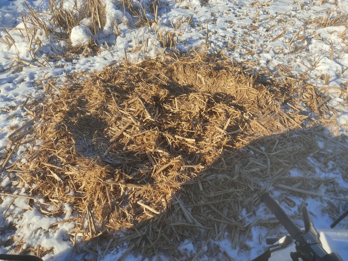    Как спят кабаны: В Бузулукском бору показали «спальню» диких свиней