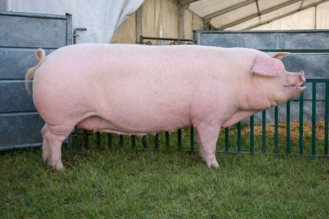 Классическая беконная порода с длинным туловищем и высоким выходом постного мяса. Быстро набирает вес и даёт длинную корейку, но требует качественного корма и стабильных условий содержания.  📷
