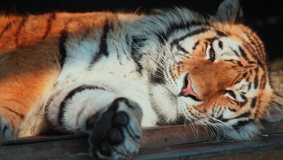    Тигр Амадей Автор фото: Ленинградский зоопарк/.me/lenzoopark