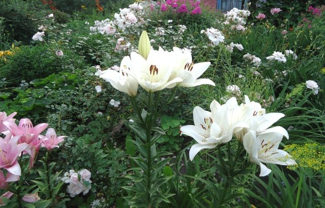 Склонность к аналитике привела меня к созданию электронных каталогов растений: фиксирую происхождение, соответствие сорту, тип корневой системы и сроки посадки. Такой учёт помогает быстро выявлять пересорт и недобросовестных поставщиков. © Николина Татьяна  📷
