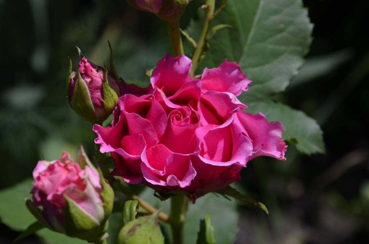 Роза Готча. Первое цветение розы в моём саду.