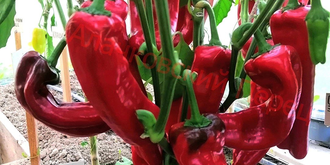 Перцы. Повторение - мать учения. Часть 3.