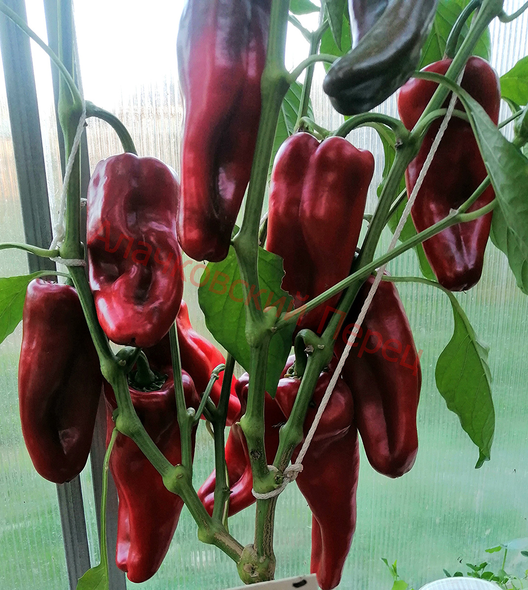 Пастуший ветвистый рог