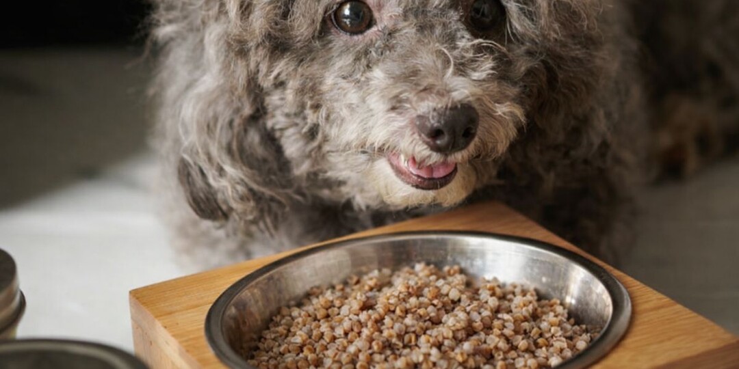 Каша для собак: польза или пустые калории? Ветеринарный разбор