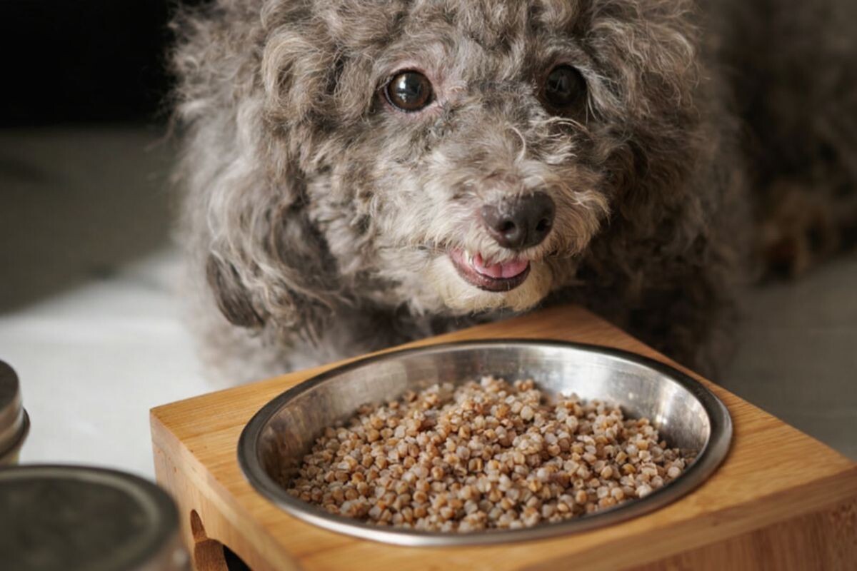 Каша для собак