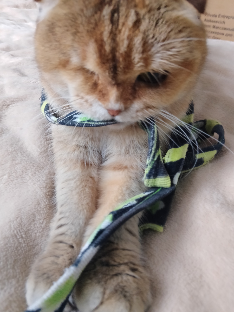 Смиренно ждёт