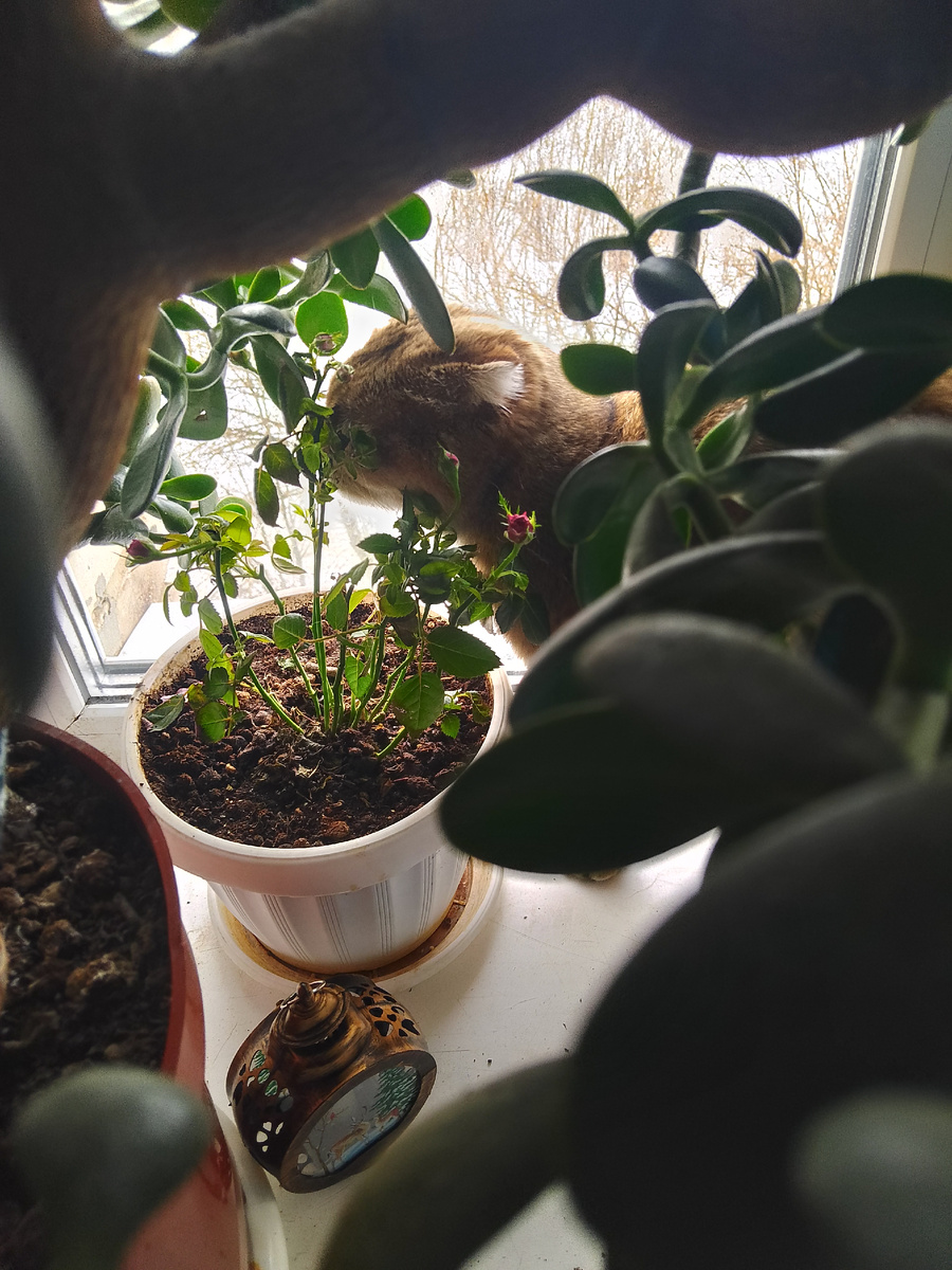 Бедная роза! 