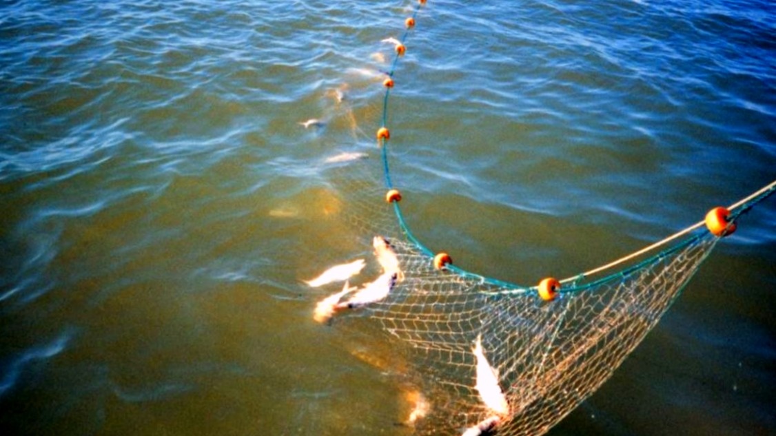 Сеть на реке