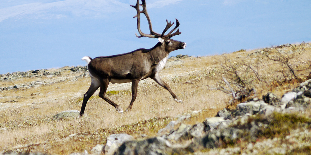 Северный олень: обитатель ледяной пустыни на грани выживания
