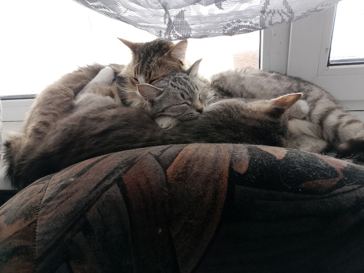 Котики сестры 😊 