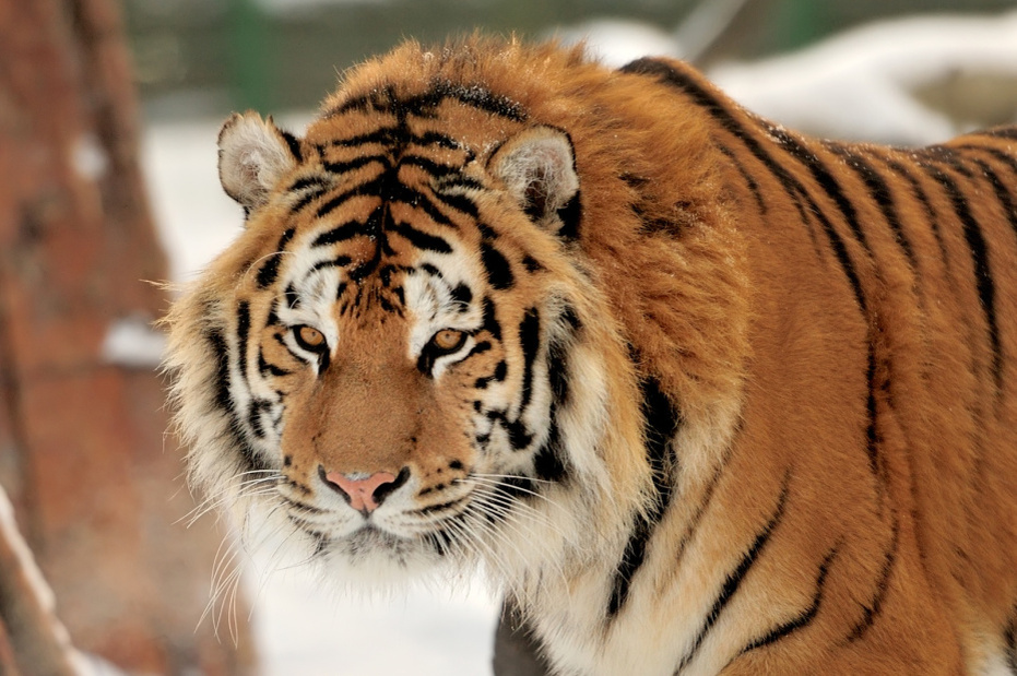    Shutterstock/FOTODOM